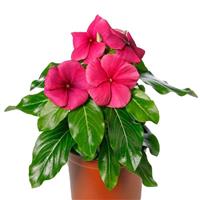 Blockbuster Raspberry Crush Vinca