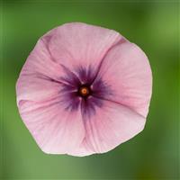 Blockbuster Blackberry Crush Vinca