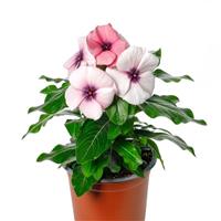 Blockbuster Blackberry Crush Vinca