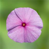 Blockbuster Blueberry Crush Vinca