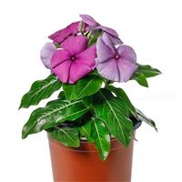 Blockbuster Blueberry Crush Vinca