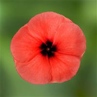 Blockbuster Papaya Crush Vinca