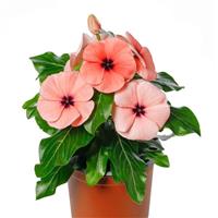 Blockbuster Papaya Crush Vinca