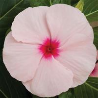 Cora XDR Apricot Vinca