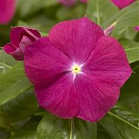 Cora XDR Cranberry Vinca