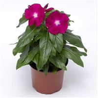 Cora XDR Cranberry Vinca