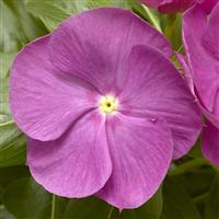Cora XDR Orchid Vinca