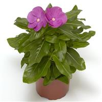 Cora XDR Orchid Vinca
