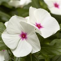 Cora XDR Polka Dot Vinca