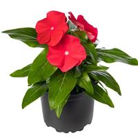 Cora XDR Red Glow Vinca