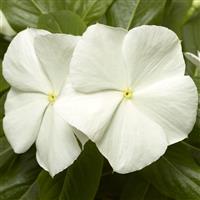 Cora XDR White Vinca