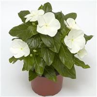 Cora XDR White Vinca