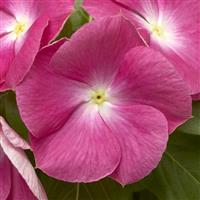 Cora XDR Pink Halo Vinca