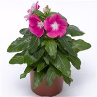 Cora XDR Pink Halo Vinca