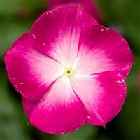 Cora XDR Magenta Halo Vinca