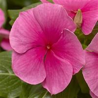 Cora XDR Deep Strawberry Vinca