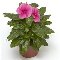 Cora XDR Deep Strawberry Vinca