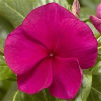 Cora XDR Hotgenta Vinca