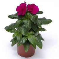 Cora XDR Hotgenta Vinca