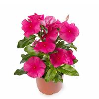 Cora XDR Rose Punch Vinca