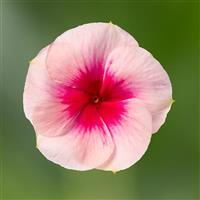 Cora XDR Blush Splash Vinca