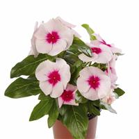 Cora XDR Blush Splash Vinca