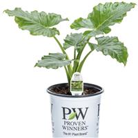 Emerald Isle Alocasia