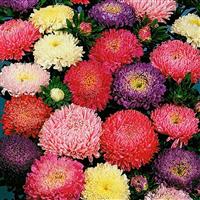 Matador Mix Cut Flower Aster