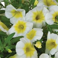 Bloomatastic Sunshine Calibrachoa