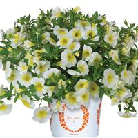 Bloomatastic Sunshine Calibrachoa