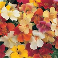 Magic Ball Mix Mimulus