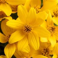 Stellar Gold Bidens