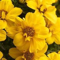 Stellar Double Gold Bidens