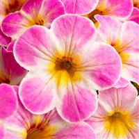 Chameleon Lemon Frose Calibrachoa