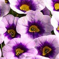 Eyecatcher Blue Calibrachoa