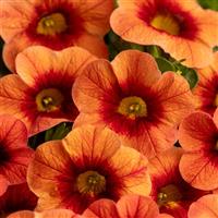 Eyecatcher Orange Calibrachoa