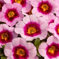 Eyecatcher Pink Calibrachoa