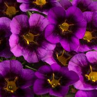 Eyecatcher Purple Calibrachoa