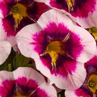 Eyecatcher Rose Calibrachoa