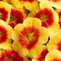 Eyecatcher Sunspot Calibrachoa