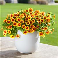 Eyecatcher Sunspot Calibrachoa