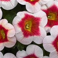 Eyecatcher White Calibrachoa