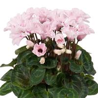 Illusia Light with Eye Cyclamen