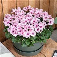 Illusia Light with Eye Cyclamen