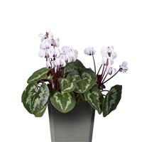 Cyclamen Koumy<sup>®</sup> White Green Leaf