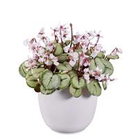 Cyclamen Koumy<sup>®</sup> White Silverleaf