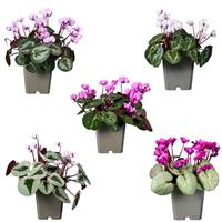 Cyclamen Koumy<sup>®</sup> All Leaves Mix
