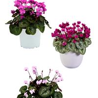 Cyclamen Koumy<sup>®</sup> Classic Leaf Mix