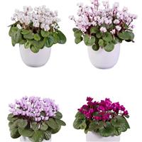 Cyclamen Koumy<sup>®</sup> Green Leaf Mix