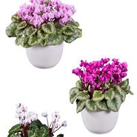 Cyclamen Koumy<sup>®</sup> Marbled Leaf Mix